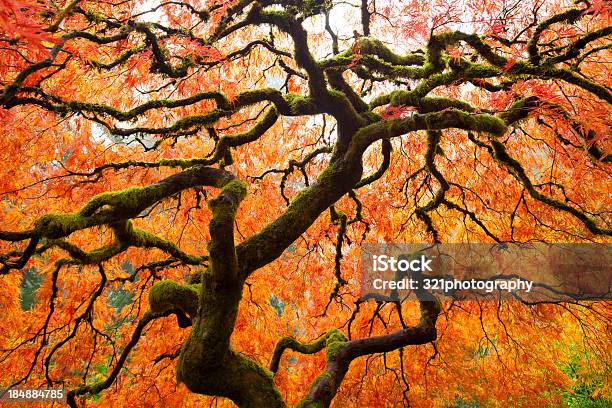 Foto de Árvore De Outono e mais fotos de stock de Amarelo - Amarelo, Bosque - Floresta, Caule
