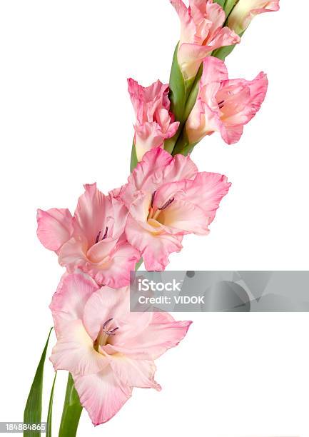 Gladiole Stockfoto und mehr Bilder von Gladiole - Gladiole, Baumblüte, Blume