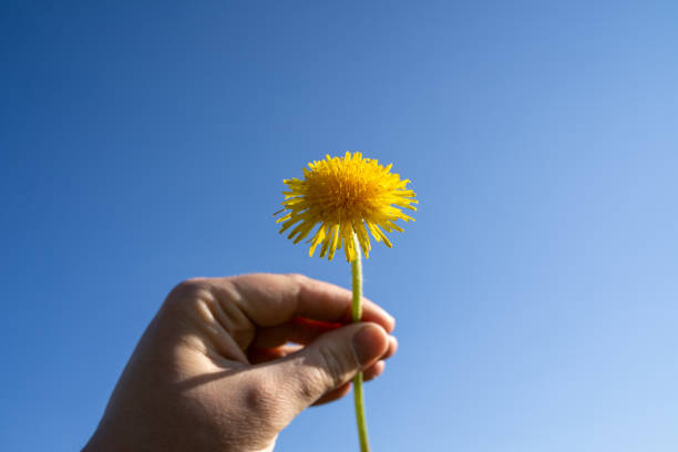 Male hand hold a yellow dandelion in blue sunny sky