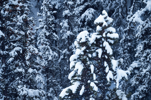 Snow capped tree pine branches, Banff, Alberta, Canada