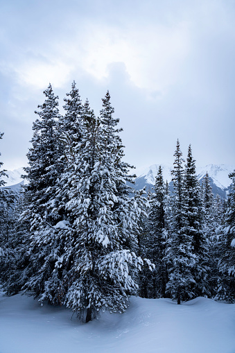 Snow capped tree pine branches, Banff, Alberta, Canada