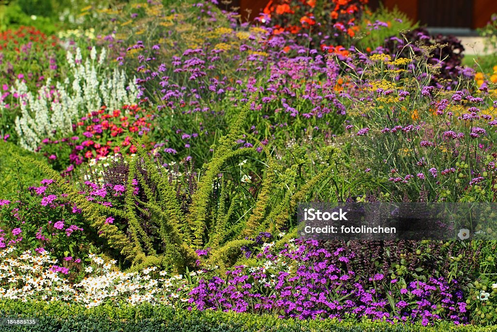 Kräuter und Blumen Garten - Lizenzfrei Salbei Stock-Foto