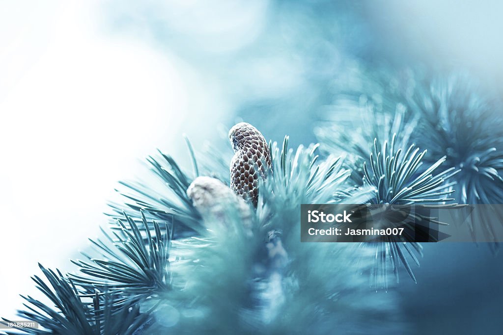 Spruce filial com cone - Foto de stock de Natal royalty-free