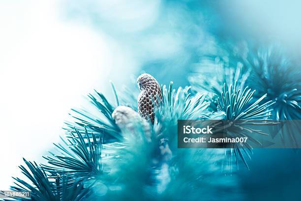 Foto de Spruce Filial Com Cone e mais fotos de stock de Natal - Natal, Plano de Fundo, Azul