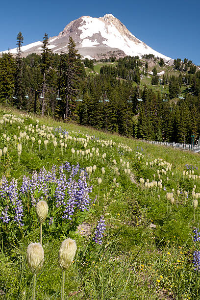 Flores silvestres Meadows - foto de stock