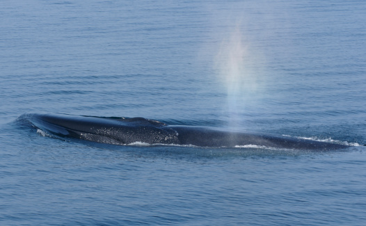 A fin whale at the surface of the Atlantic Ocean just after it has exhaled with a rainbow effect on it's breath