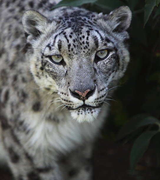 istock Front view of a snow leopard looking directly at the camera 184885416
