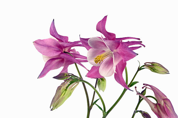 Wild Columbine (Aquilegia canadensis) macro, isolated on white background. Studio shot.