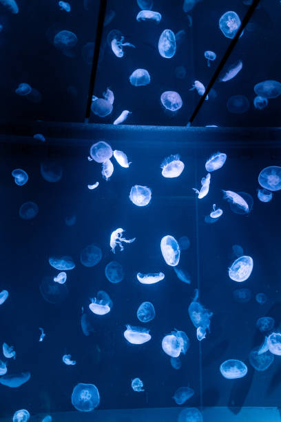 istock Jellyfish in aquarium 1848856328