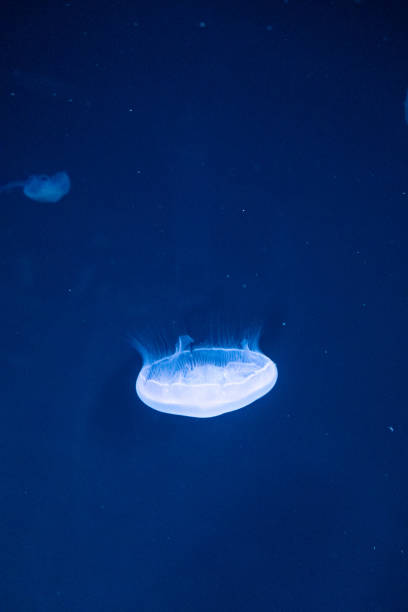 istock Jellyfish in aquarium 1848856505