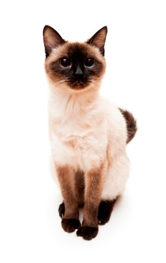 beautiful siamese cat with blue eyes looking at camera. studio portrait on dark brown background with copy space