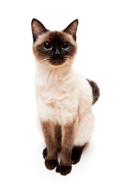 Siamese Cat Siamese Cat isolated on white background with soft shadow. siamese cat stock pictures, royalty-free photos & images