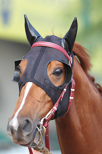 馬のヘッド、目隠しと耳栓 - horse horse racing animal head horseracing track ストックフォトと画像