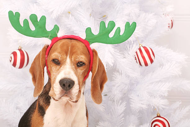 istock Yes, I Am a Reindeer 184886095
