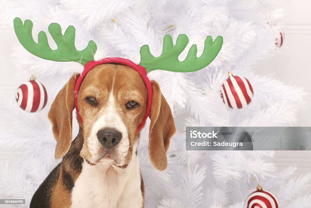 Yes, I Am a Reindeer Small dog wearing reindeer antlersSome other related images: Antler Stock Photo