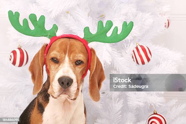 Yes I Am A Reindeer Stock Photo - Download Image Now - Antler, Costume Reindeer Antlers, Dog