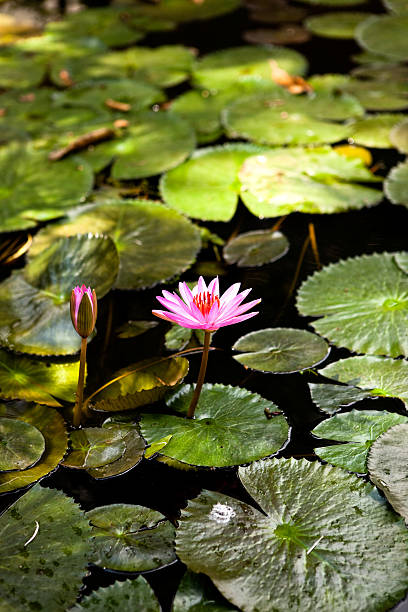 istock pink water lilies on a pond 184886128