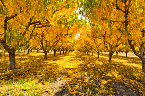 Fruit trees with red leaves during autumn in northern Greece