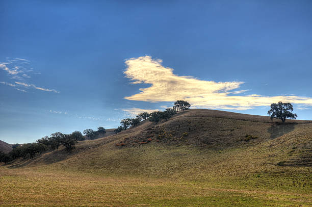 campo e hill com árvores de carvalho (hdr - oak tree tree grass hdr - fotografias e filmes do acervo