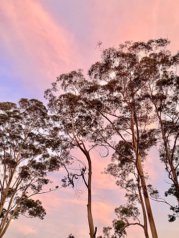 Vertical tall ghost gum eucalyptus trees against pastel pink sunset sky in country Australia