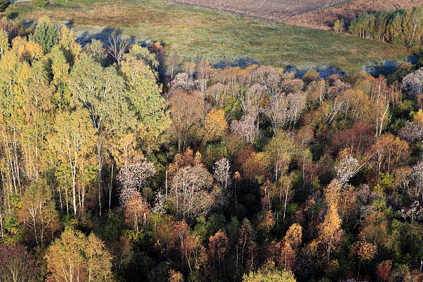 istock Aerial view of a frozen forest 184886841