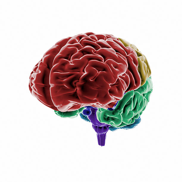 Human Brain with colored regions stock photo
