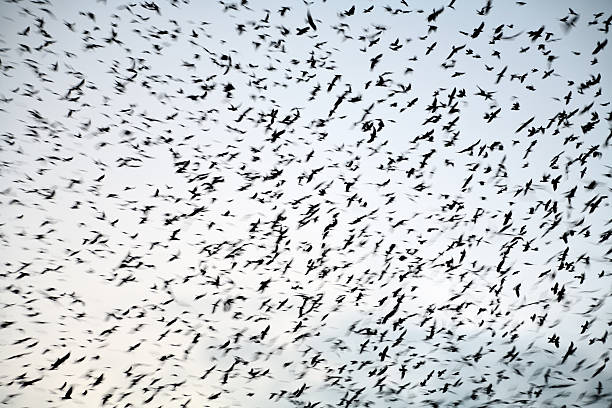 istock huge flock of birds - rooks gathering in evening sky 184886965