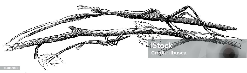 Gespenstschrecke (Bacillus Rossius - Lizenzfrei Antiquität Stock-Illustration
