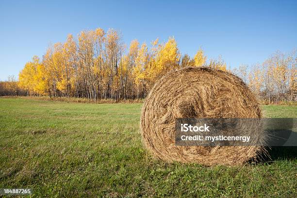 Hay Bales Stockfoto und mehr Bilder von Herbst - Herbst, Manitoba, Baum