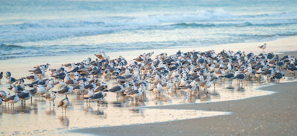 Seagulls on the Beach at Sunrise