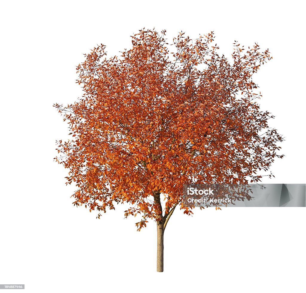 Baum im Herbst, isoliert auf weiss - Lizenzfrei Baum Stock-Foto