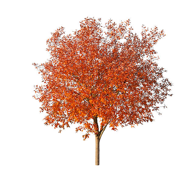 arbre en automne, isolé sur blanc - leaf autumn leafes tree photos et images de collection