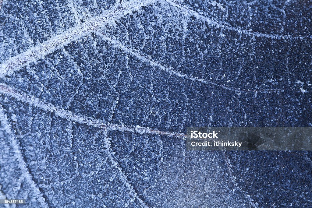 Frosty folhas - Foto de stock de Beleza natural - Natureza royalty-free