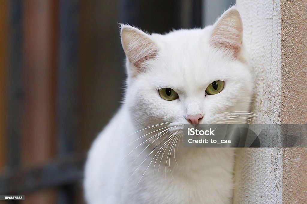 Cat - Zbiór zdjęć royalty-free (Kot domowy)