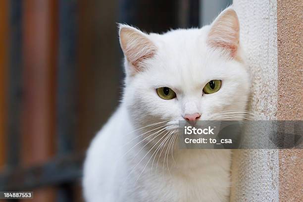 Cat - zdjęcia stockowe i więcej obrazów Kot domowy - Kot domowy, Biały, Ściana