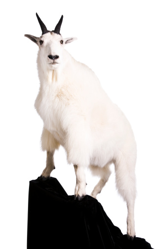 Stock photo of a taxidermy mountain goat.