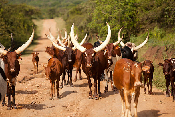 istock Long-Horned Ankole Cattle along the road in Uganda 184887725