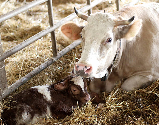recém-nascidos e panturrilha no straw com a mãe de vaca - calf cow mother animal - fotografias e filmes do acervo