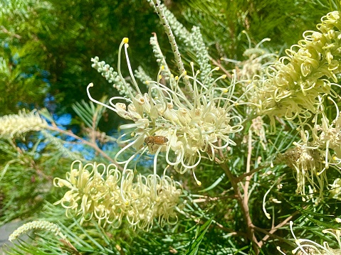 Horizontal of buzzing bee collecting pollen in Australian native yellow 'honey gem' gravellia flower