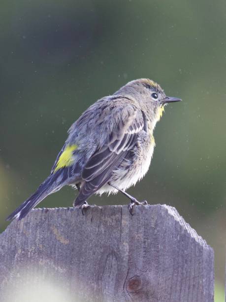 istock Bird on fence shaking off water after bath 1848902844
