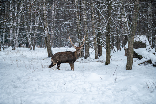 Brown elk in the snowcapped wood
