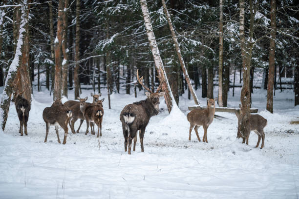istock A herd of deer at a feeder in a snowy forest 1848903887