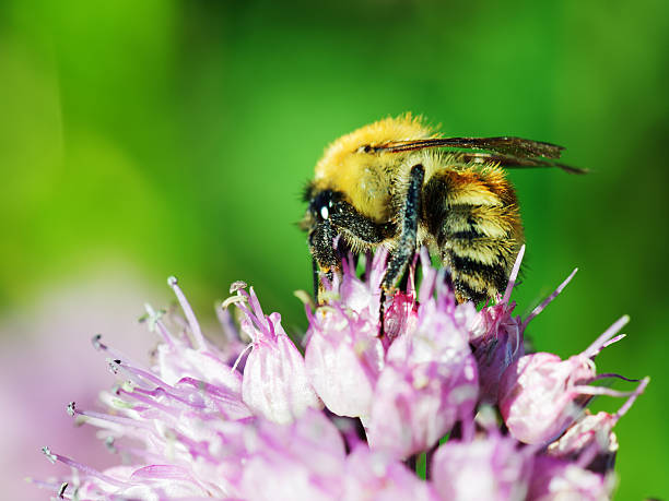 istock Macro shot of honey bee on blue flower. 184890670