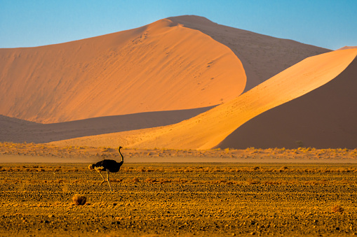 South African ostrich (Struthio camelus australis), Namib-Naukluft Park, Namib Desert, Namibia