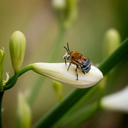 Australian native blue-banded bee resting on an Agapanthus bud