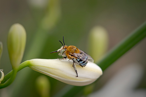 Honey bee collecting nectar from dandelion flower in the summer time.