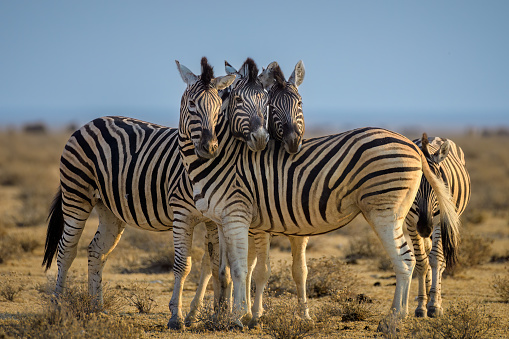 Burchells zebra herd running together with dusty background