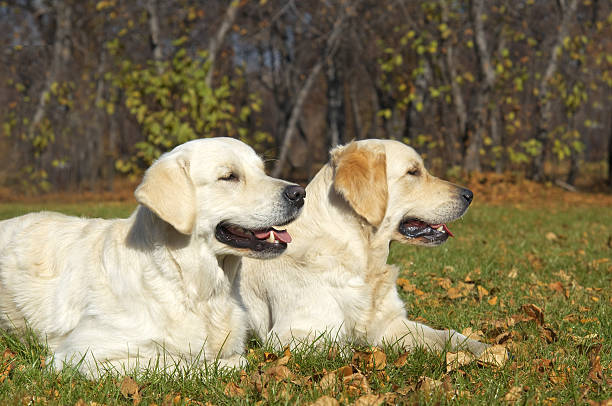 istock golden Retriever Close-up in the park 184892537
