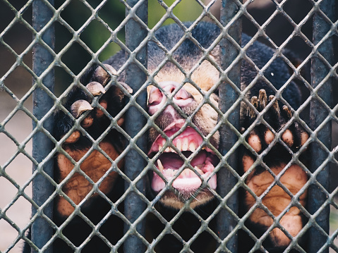 Malayan Sun Bear in the cage,Chongqing zoo