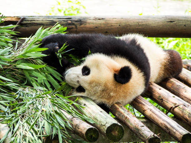 istock Giant panda bear in Chongqing zoo 1848931371